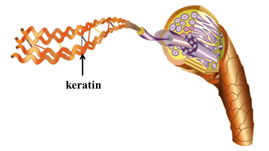 Keratin - Thành phần tối quan trọng cấu tạo lên mái tóc