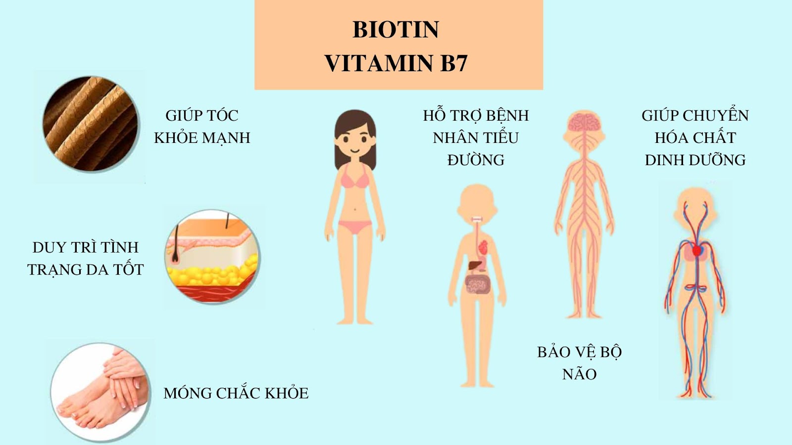 Biotin là gì? Công dụng của Biotin đối với cơ thể quan trọng như thế nào?