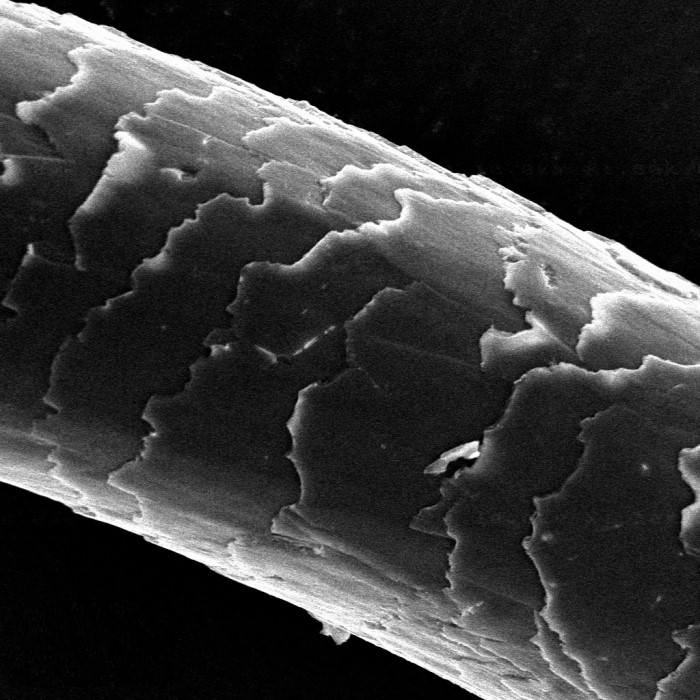 Как выглядит волос под микроскопом фото