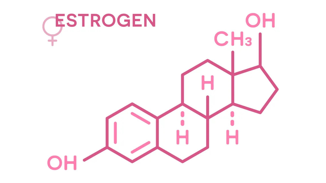 Hormone Estrogen