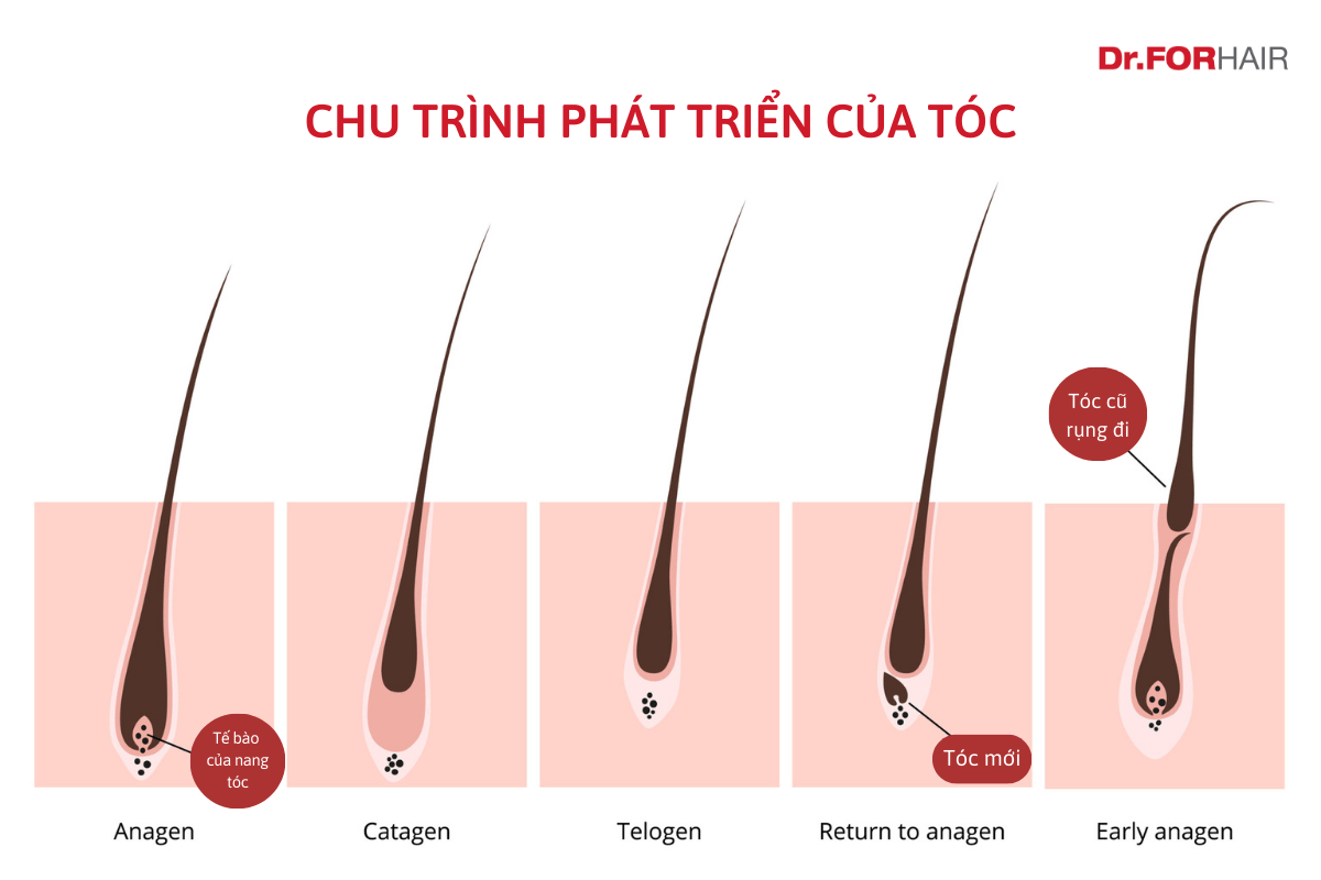 tóc rụng nhiều